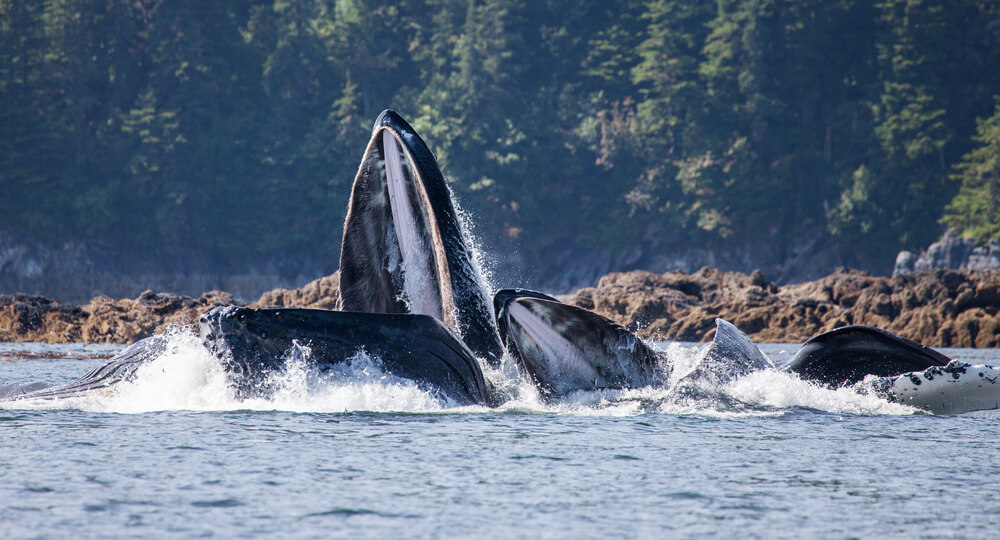 whale migration