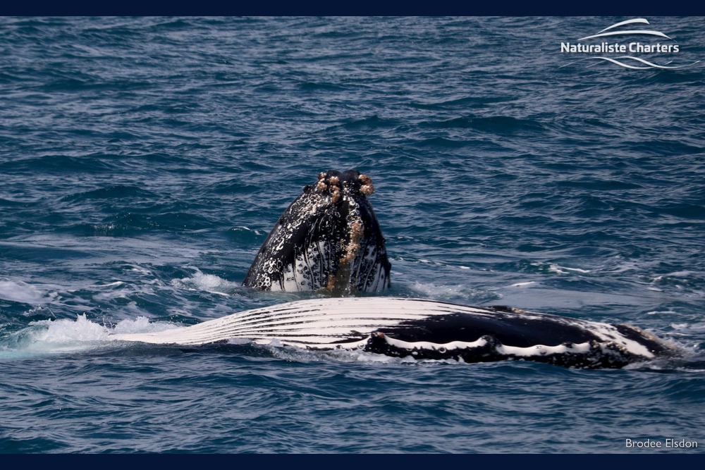 Humpback Whale sighted in Margaret River on a Whale Watching Tour
