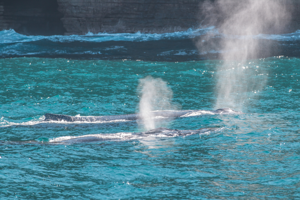 Humpback Whales spotted in Syndey Whale Watching Tour