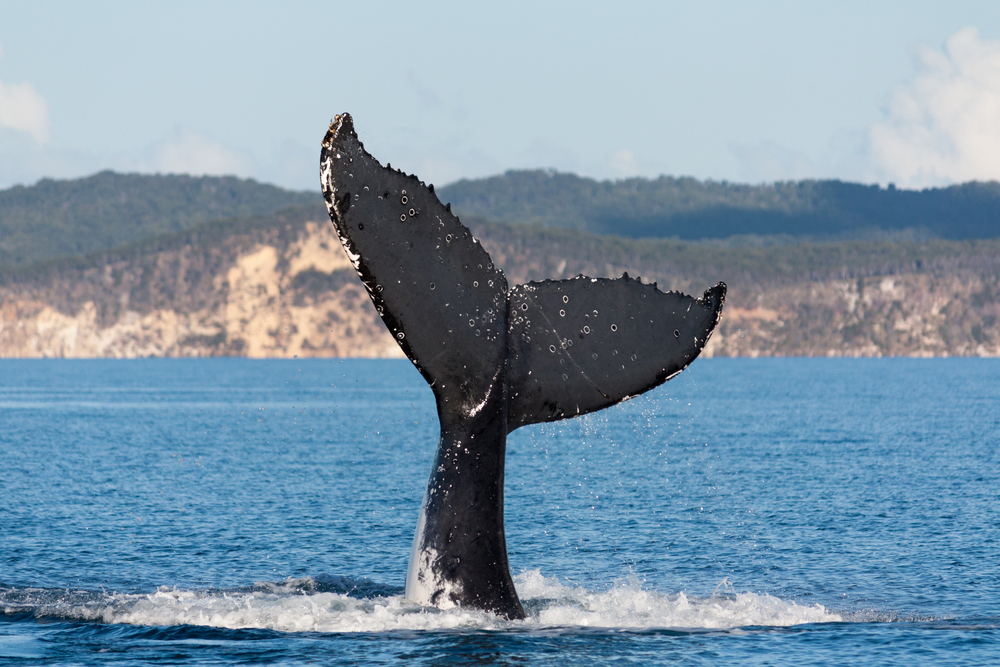 Humpback whale sighted in Harvey Bay Queensland