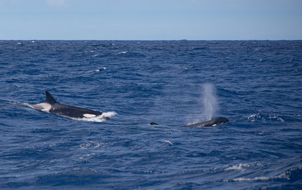 Killer Whales_Orcas_Spotted during a Bremer Bay Killer Whale Watching Tour