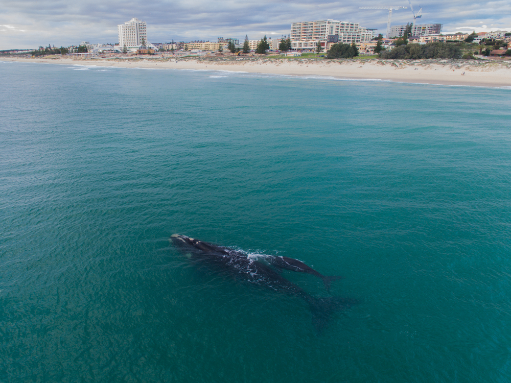 Mother whale and its calf swimming close to the shore in Perth