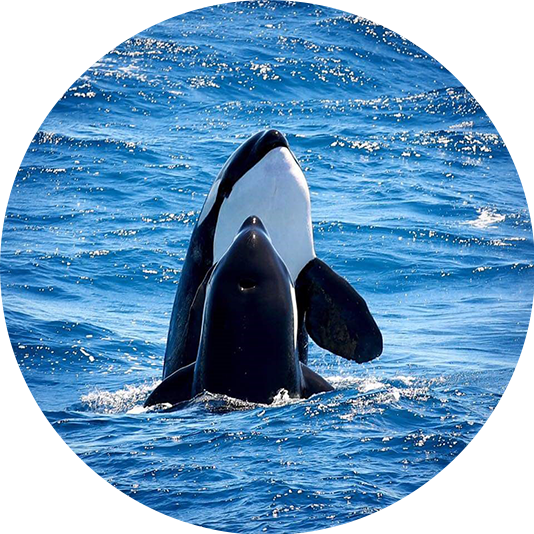 Orca, Killer Whales hugging on a whale watching tour