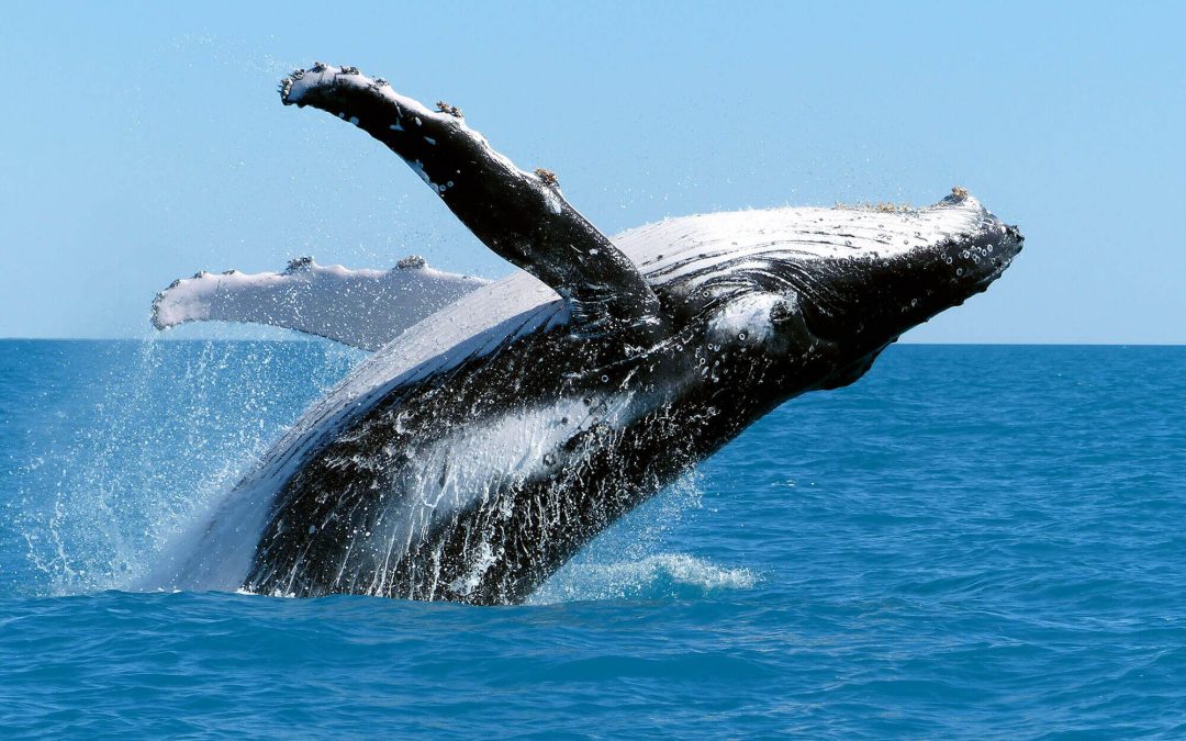 Dunsborough Whale Watching Weekly Wrap-Up