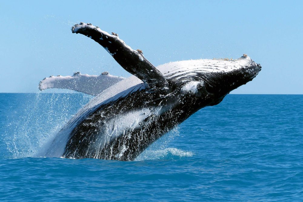 humpback whale seen on a whale watching tour with Naturaliste Charters