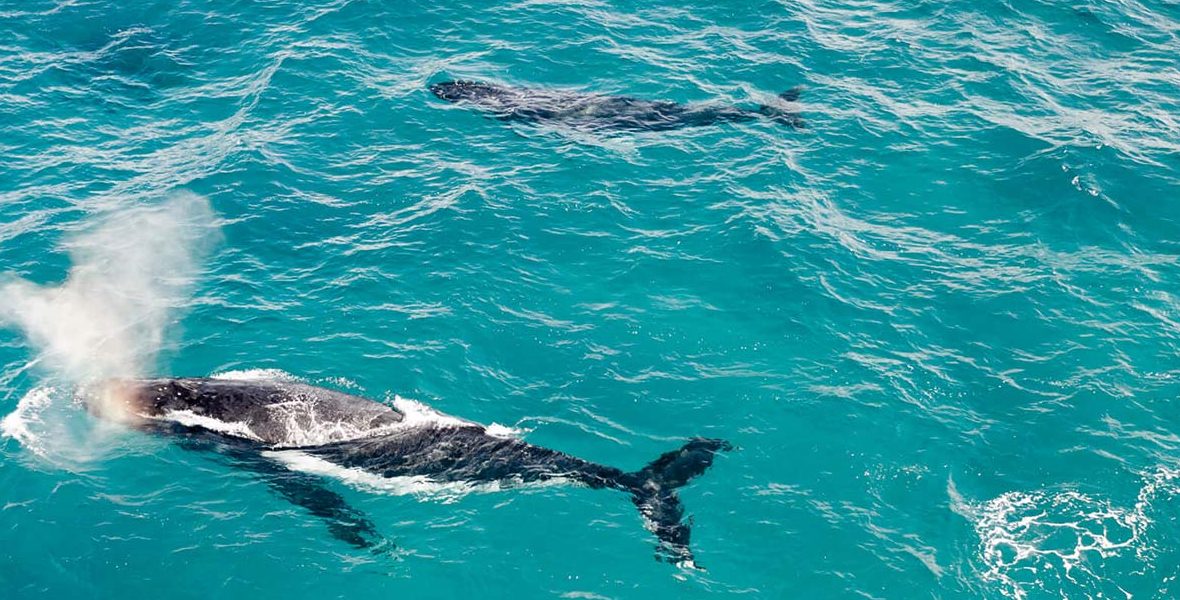 2 whales sighted on a whale watching tour in Dunsborough