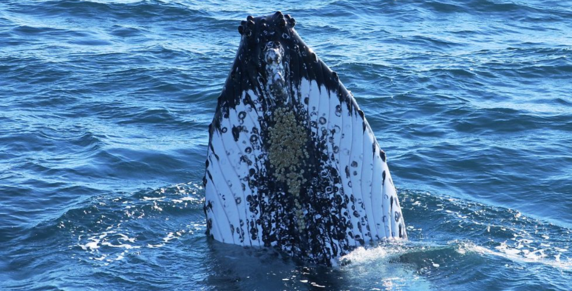 A Close Up Of A Humpback Whale Surfacing Naturaliste Charters E1693294135814 1