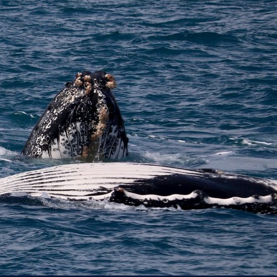 Whale Watching Dunsborough Tours | Naturaliste Charters