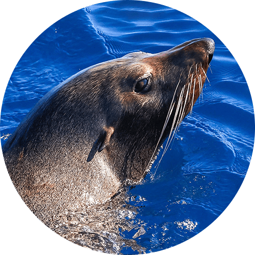 Long Nose Fur Seal