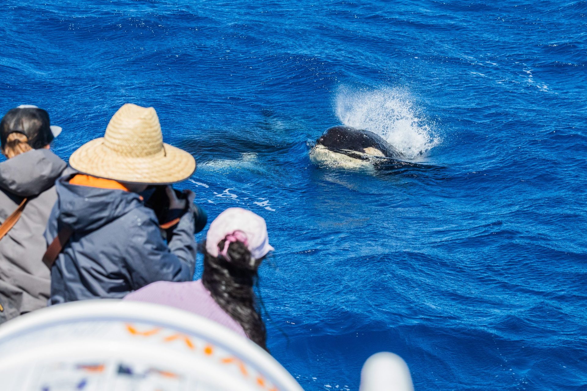 Taking photographs of killer whales on a Bremer Bay Killer Whale Watching Tour