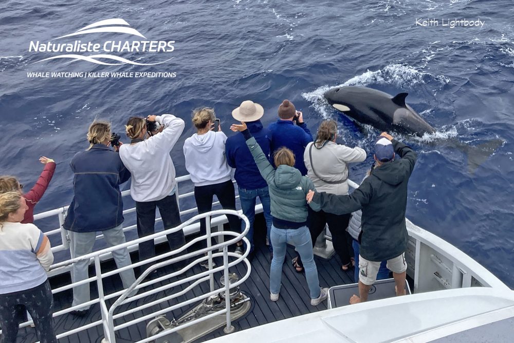 Many people taking photographs of killer whales swimming on a Bremer Bay Killer Whales tour