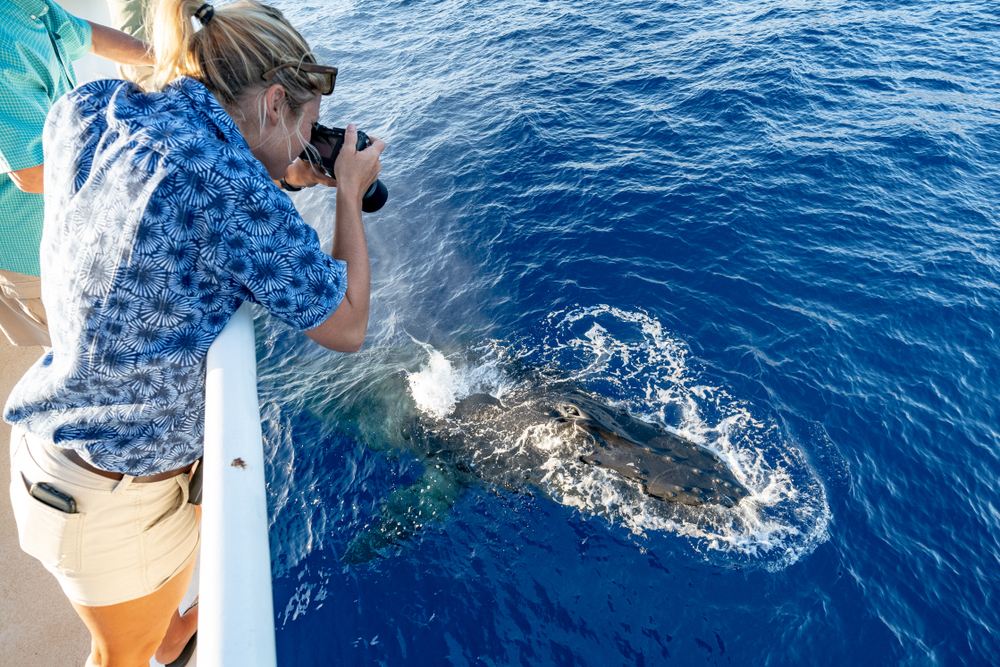 Up close photography of a whale on a whale watching tour