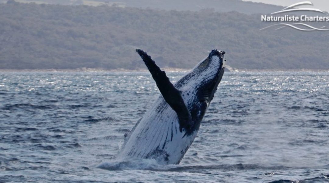 Dunsborough Whale Watching Weekly Wind-Up