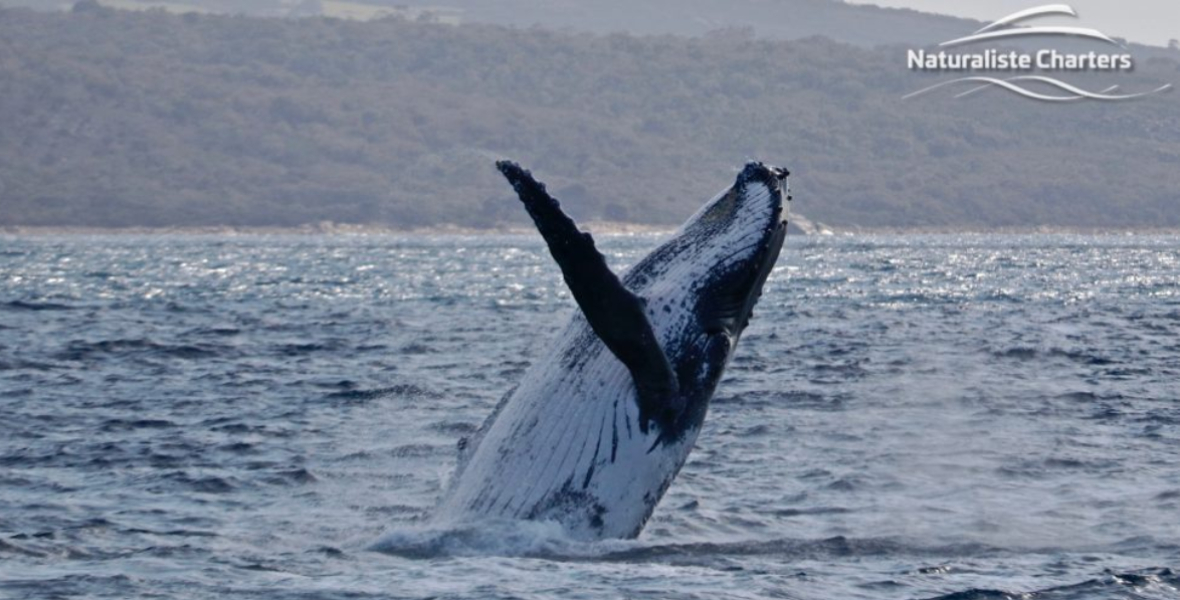 Humpack Whale Spotted Breaching The Water Naturaliste Charters E1693294253490 1