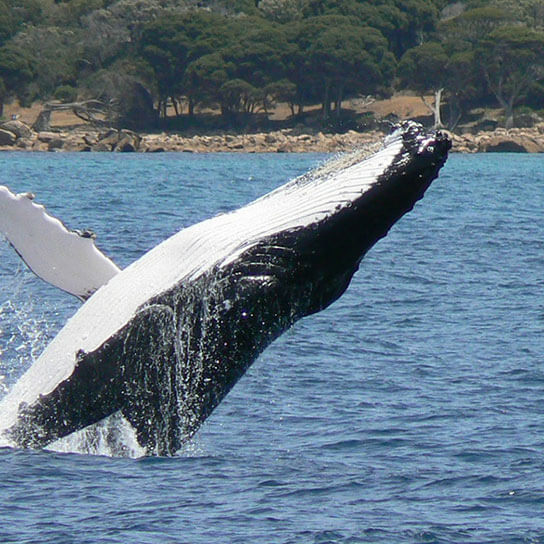 humpback whale adult breaching