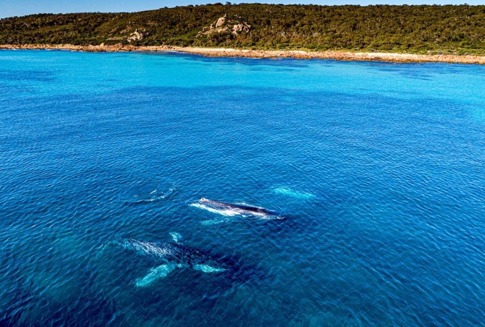 Why you should Whale Watch from Dunsborough instead of Busselton