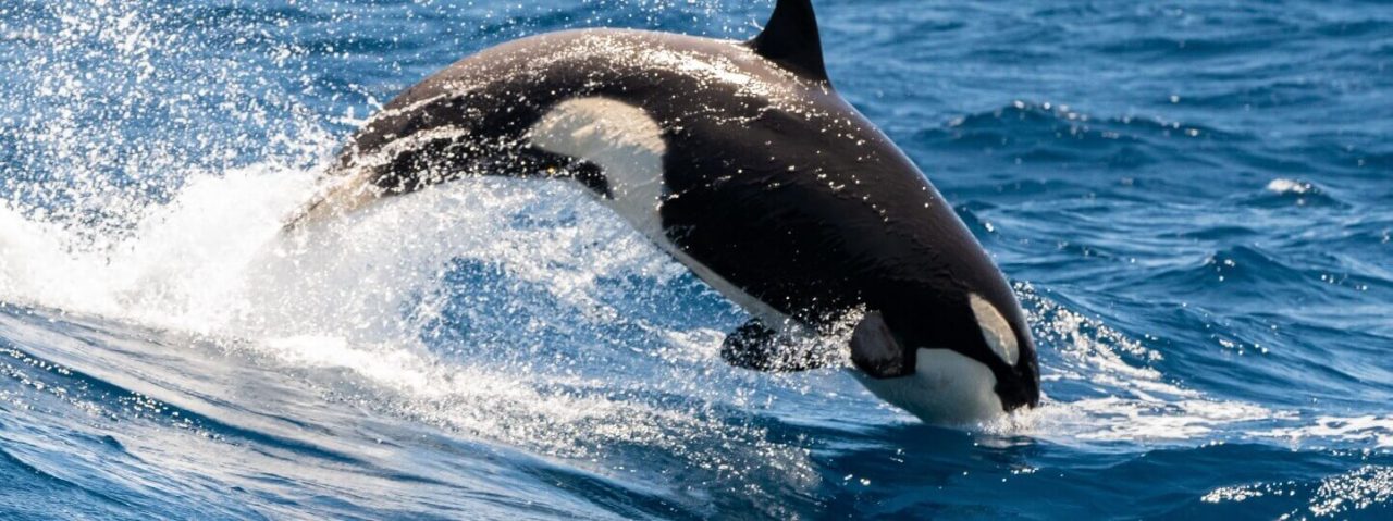 Whale Watching Bremer Bay | Bremer Bay Killer Whale (Orca) Tours