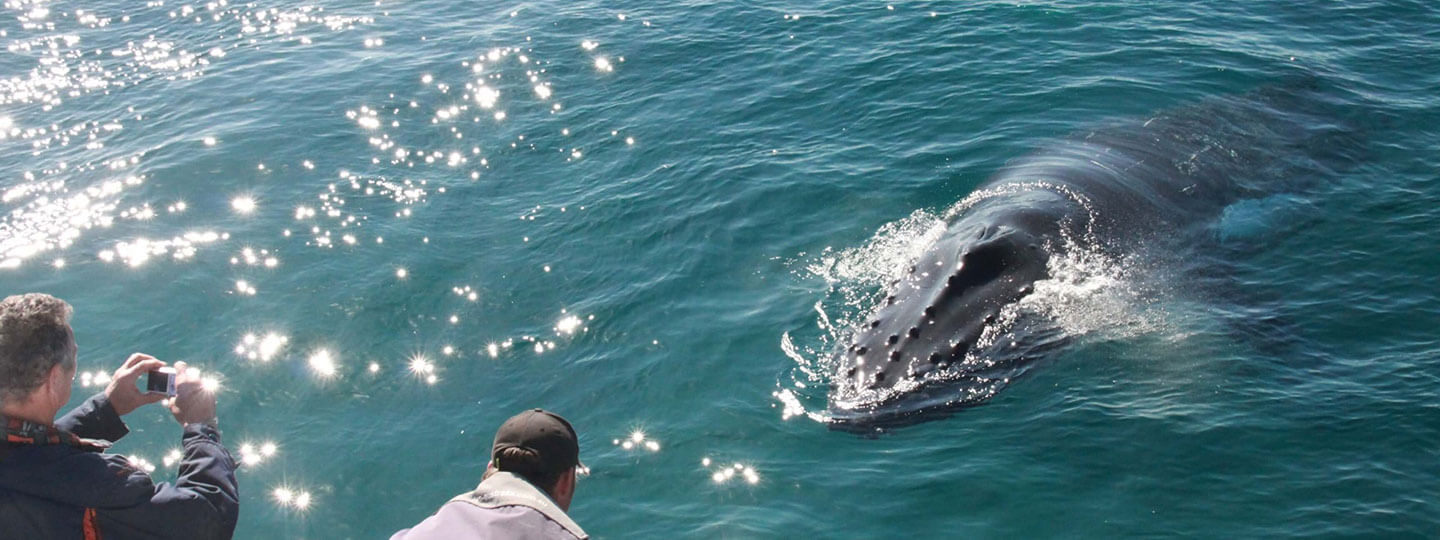 Whale Sighting Dunsborough