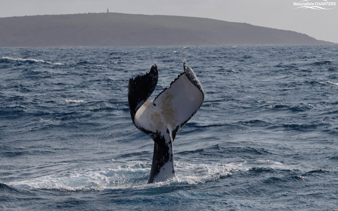 Weekly Wind-Up for Dunsborough Whale Watching Tours