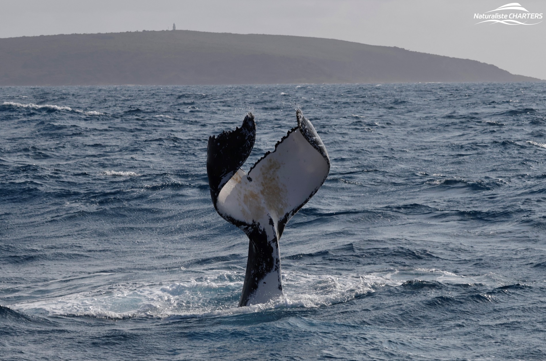 A glimpse of the tail of a humpback whale on a whale watching tour