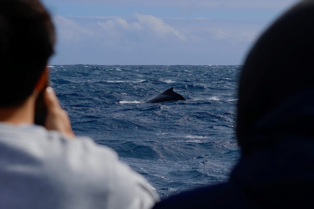 A whale spotted on a whale watching tour in Western Australia