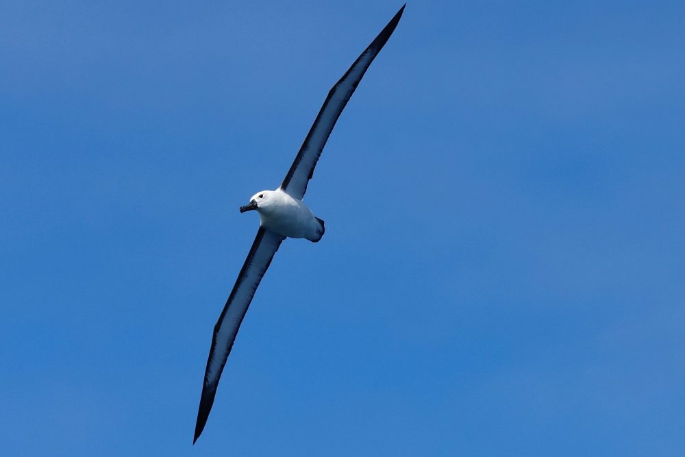 Birds spotted on a whale watching tour