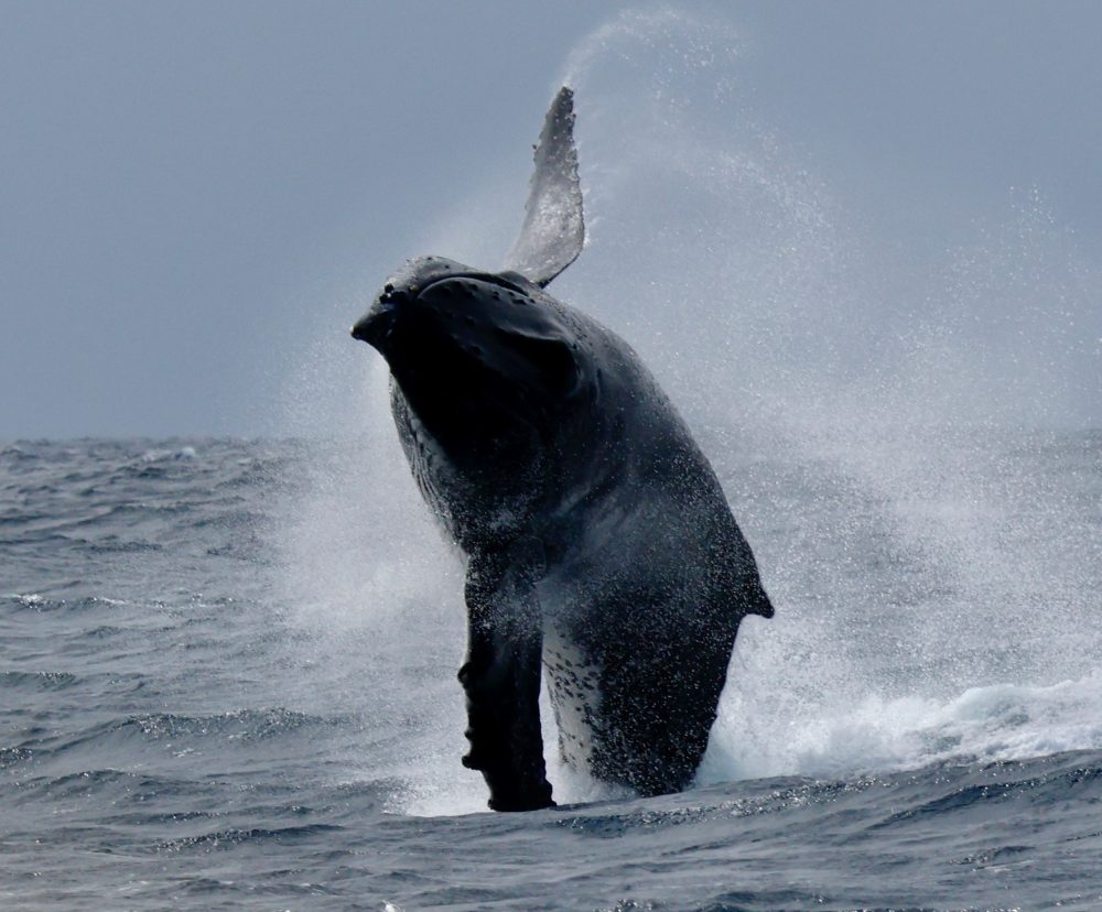 Humpback whale splashing against the water