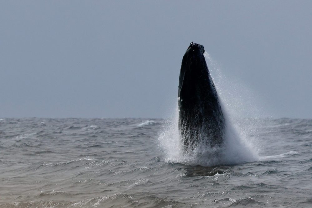 Humpback whale spotted on a tour breaching the water