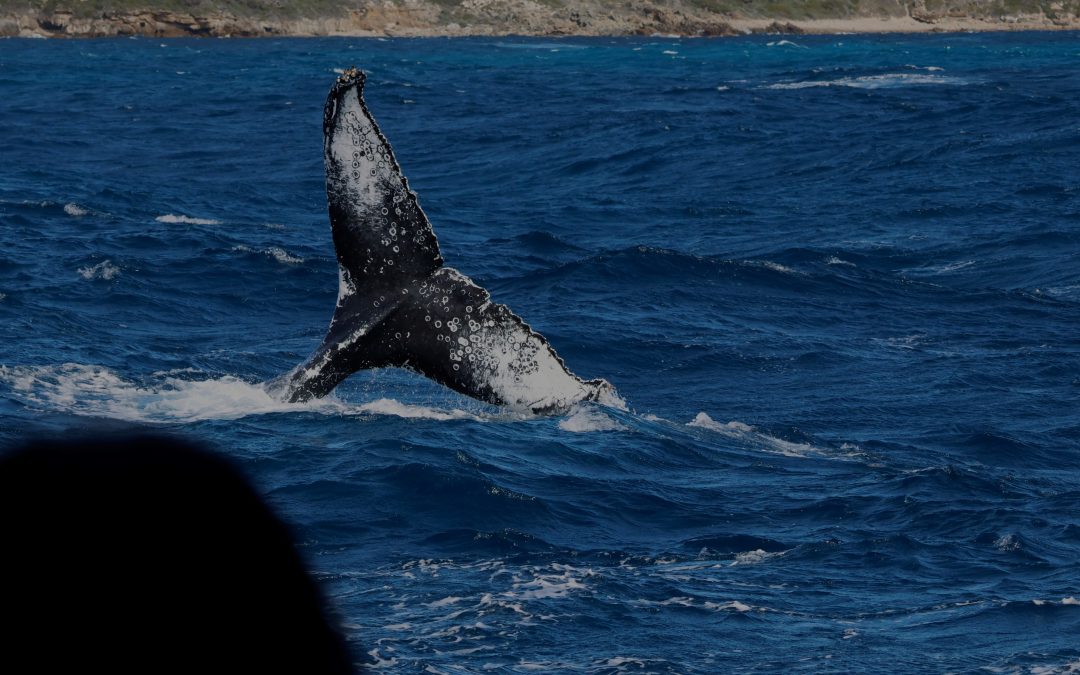 Weekly Wrap-Up: A Week of Whales and Wonders