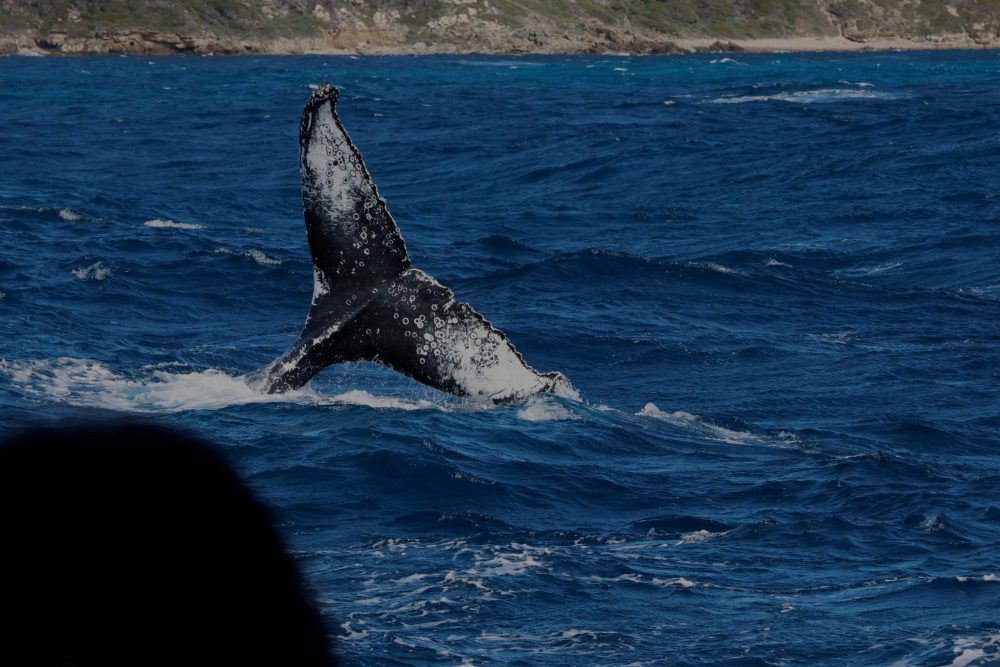 The tail of a humpback whale