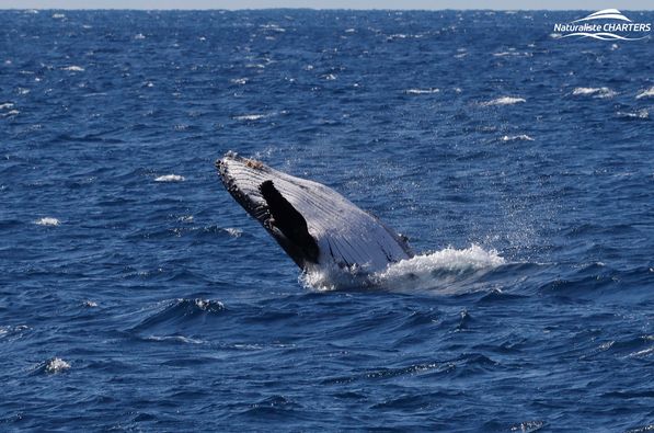 A humpback breaching the water