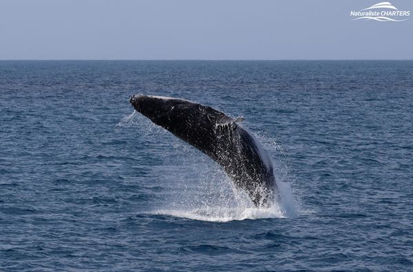 A humpback jumping out of the water from a far on a tour