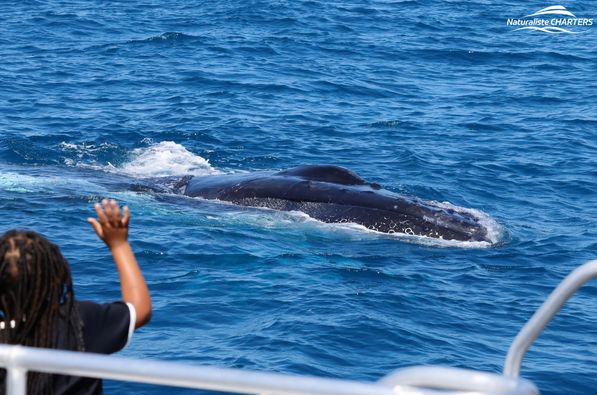 A humpback swimming close to the boat