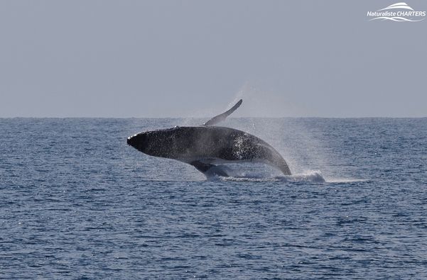A humpback whale head lunges
