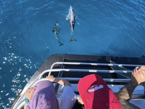 A mother and calf swimming together near the boat