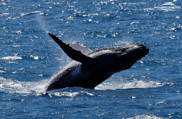 A playful humpback jumping out of the water