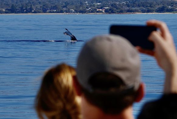 A tail slap seen on a Whale Watching Tour