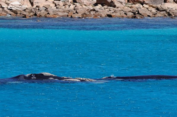 Humpback seen near the boat on a tour