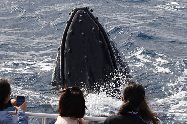 Upclose of a humpback on a Dunsborough Whale Watching Tour