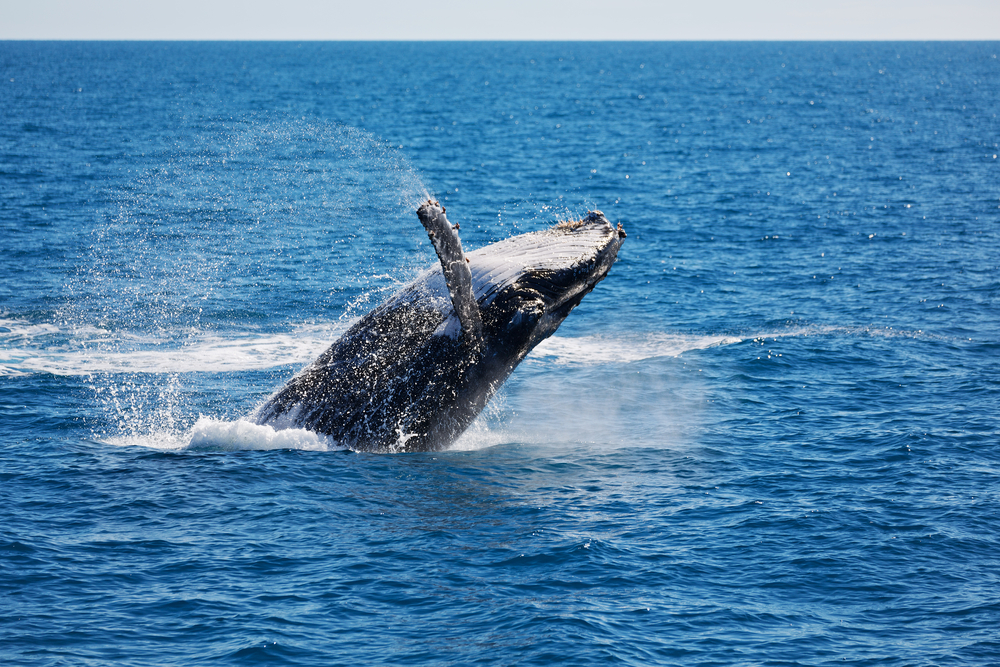 Whale spotted on a whale watching tour in Busselton_Naturaliste Charters