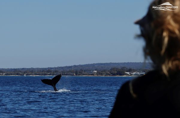 a tail slap by a humpback whale