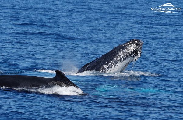two humpbacks swimming close to the boat