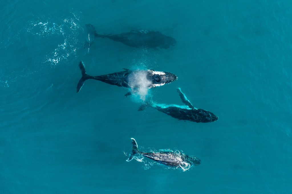 Aerial view of Whale Watching cruise operator off the Dunsborough 