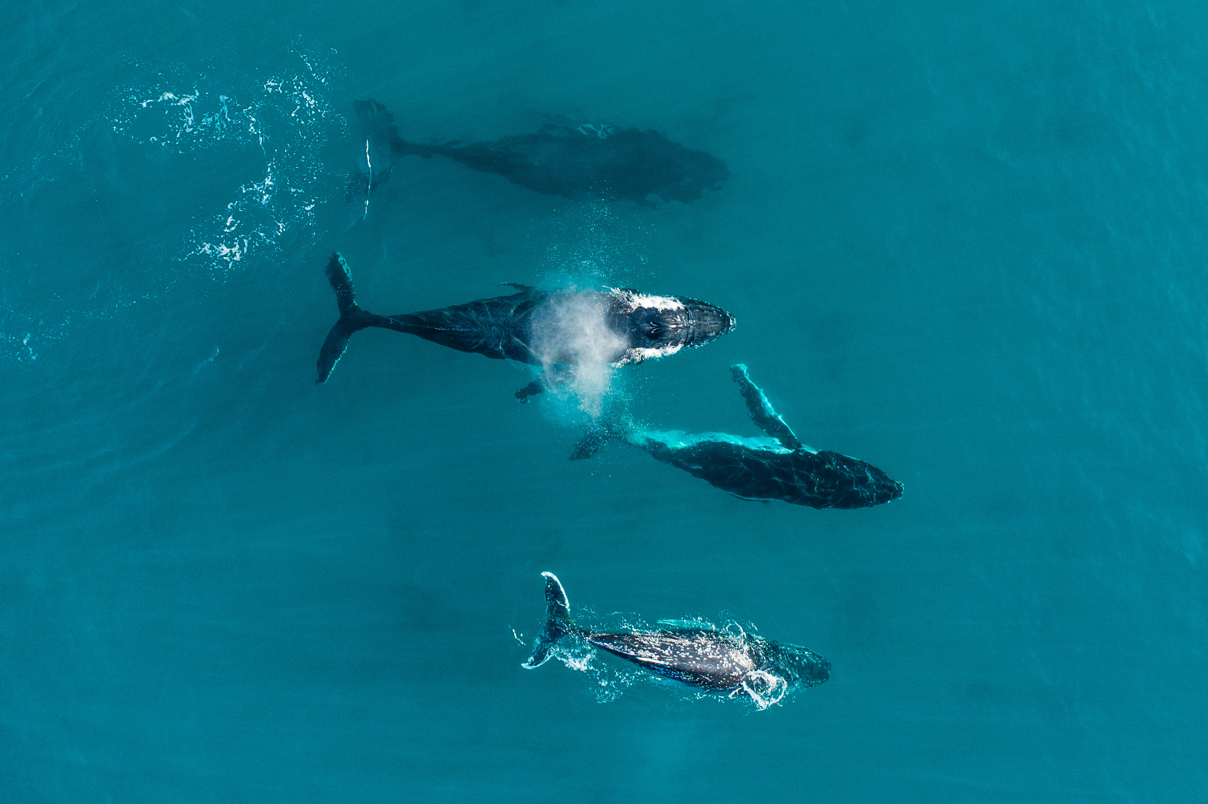 Humpback whales and a calf manoeuvre through the turquoise waters of Geographe Bay Credit Tourism Western Australia