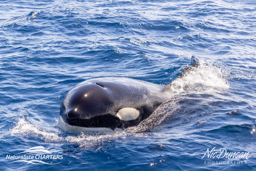 A Killer Whale surfacing close to the boat on a killer whale tour by Nic Ducan_Naturaliste Charters