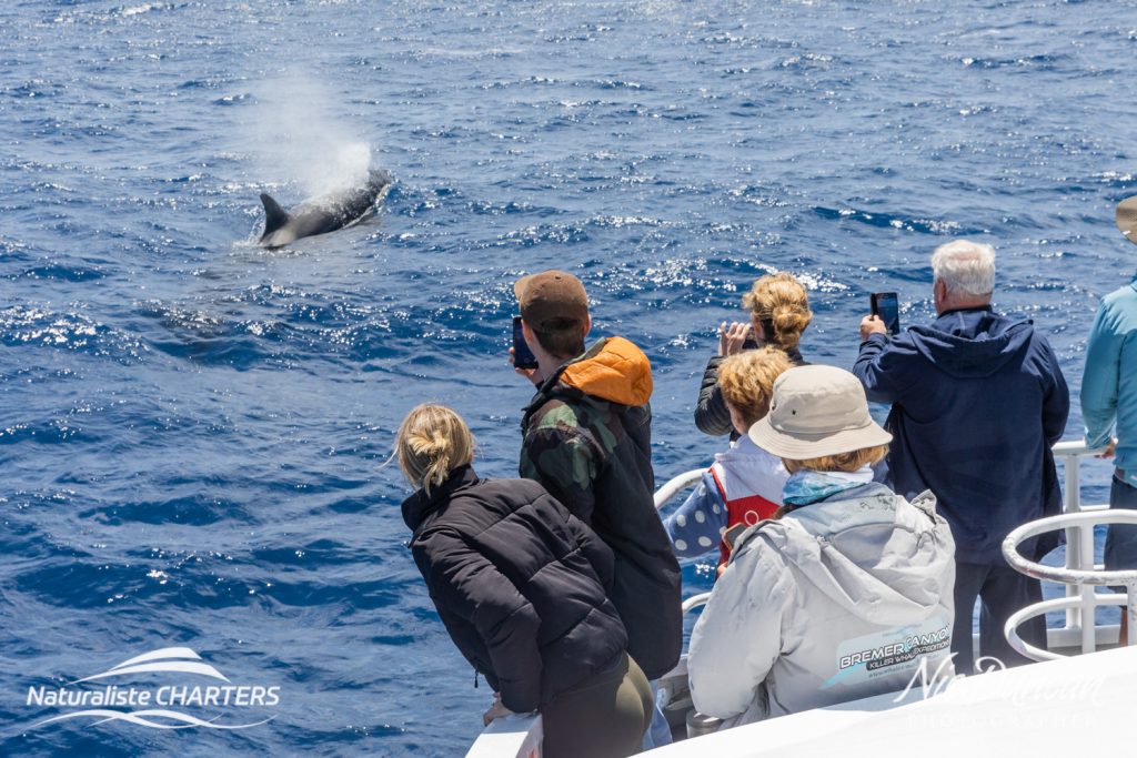 A Killer Whale Swimming Along Side The Boat Naturaliste Charters 1024x683