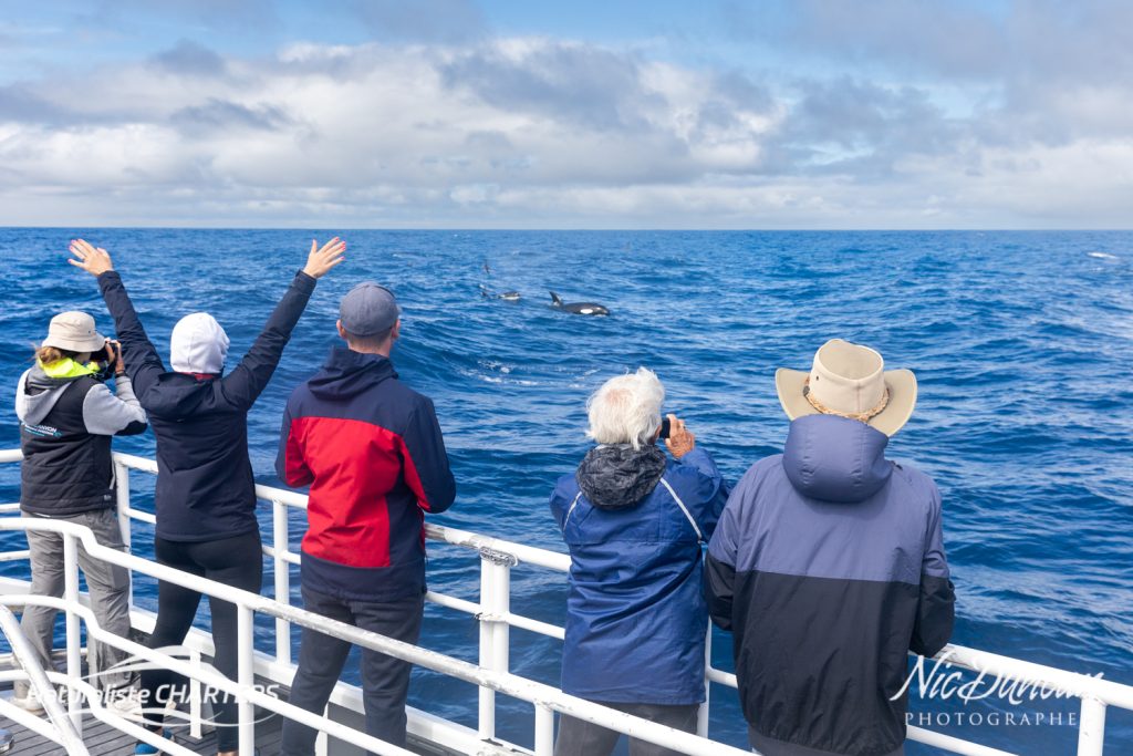 A pod of killer whales spotted on a Bremer Bay Killer Whale tour by Nic Duncan