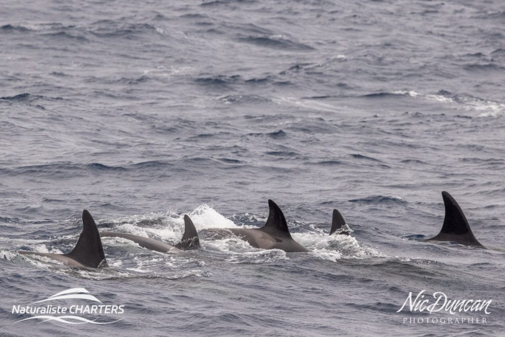 A Killer Whale surfacing close to the boat on a killer whale tour by Nic Ducan