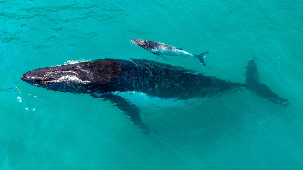 mother and calf whale swimming along side each other