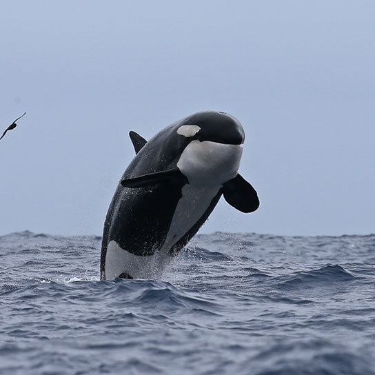 Killer Whale Watching